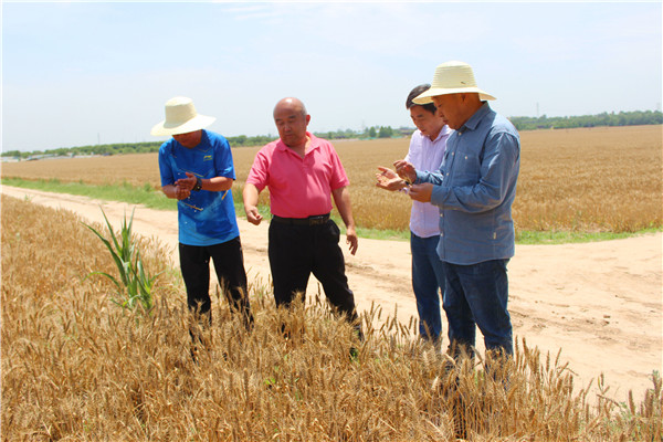 朱荣科在咸阳试验站秦汉基地了解自种小麦的成熟度和销售处置安排.jpg