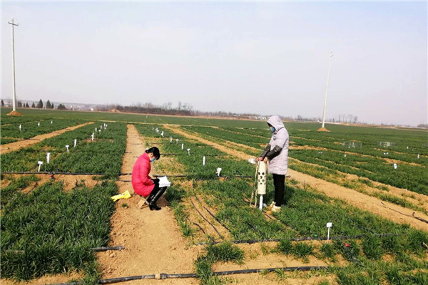 18风景园林学院穆艳老师课题组在曹新庄基地进行土壤水分测定试验  杨永军 摄.jpg