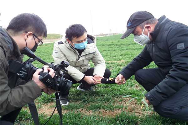 faefb438f2d24a7e9d2bcd35a0561bfa.jpg 农学院小麦栽培专家张睿研究员线上示范指导小麦春管.jpg