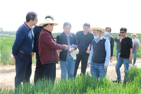 6efbc7a9f8324845969b30d77293fccc.jpg 讲解小麦条锈病症状.jpg