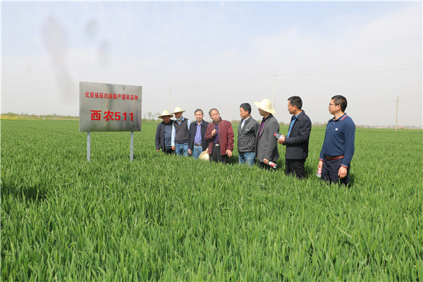 926ddbcb558a4eb4a7ba41f79bd9eb5a.jpg 吉万全教授讲解国审优质小麦西农511选育情况.jpg