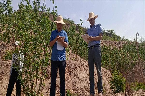 04818b6cc3754a1a85a434a98aaec938.jpg 苏超教授团队在对桑树观测记载.jpg