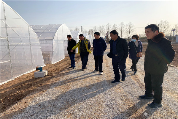 初步验收检查蔬菜大棚.jpg