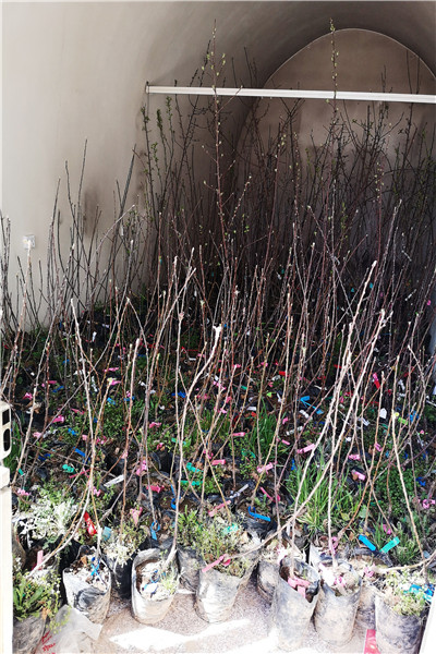 营养钵苹果树苗_副本_副本.jpg