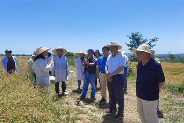 徐爱遐教授介绍油菜育种情况.jpg