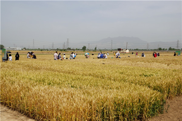 植保学院学生在小麦田开展农业昆虫学教学实习.jpg
