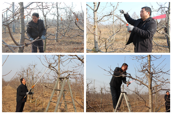 30915406c7714c10b7d05f8d4bec6254.png 果树修剪技能竞赛比拼.png