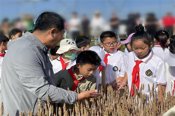 讲解小麦育种知识.jpg