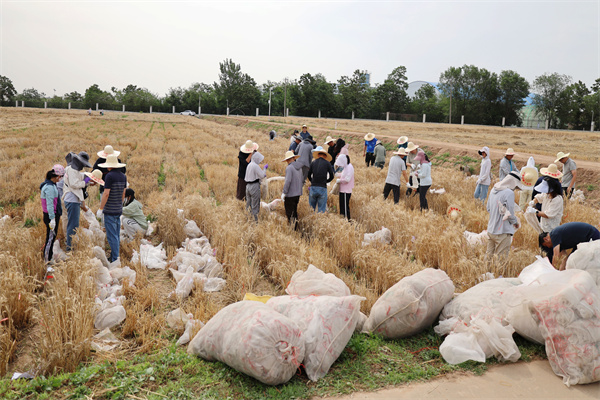 田间地头科研夏收忙.jpg