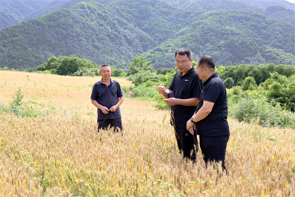 8查看柴家岭坡地小麦长势.jpg