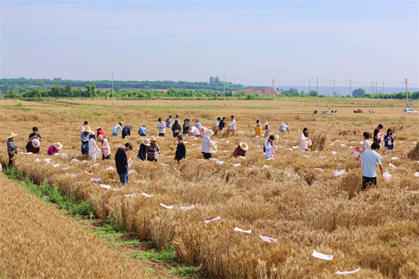 在曹新庄基地劳动实践的学生_副本.jpg