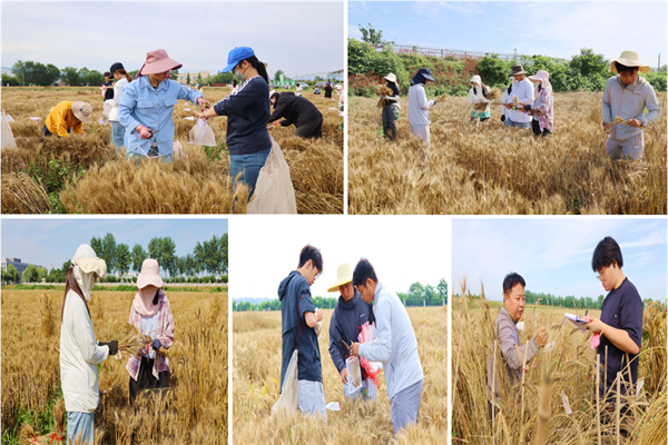 实习学生在科研试验地采样、收获.png