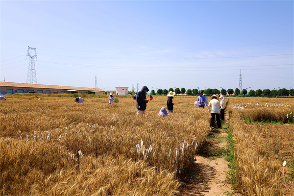 13已进入夏收模式的科研师生.jpg