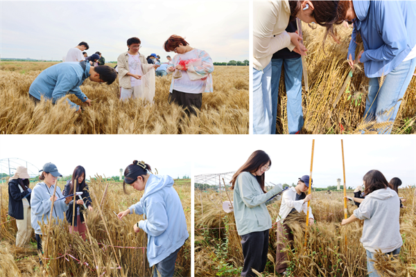 实习学生参与测量株高、穗长、穗下节长等科研环节.png