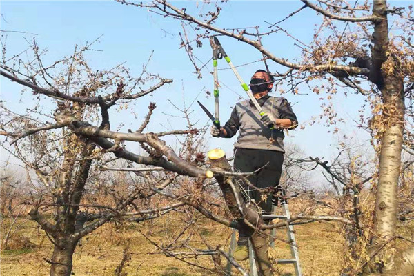 19眉县试验站疫情防控和樱桃树修剪两不误  薛永增 摄.jpg