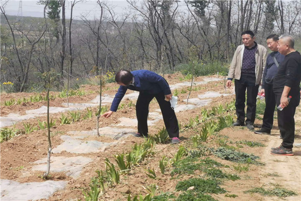 仔细观察核桃树发芽情况.jpg