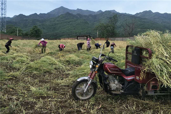 fffd85784c68414bacc23182fef448dd.jpg 收割油菜.jpg