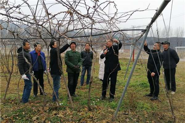 7c760c7fbbfa48229fd9ff8624719fad.jpg 刘占德教授指导修剪.jpg