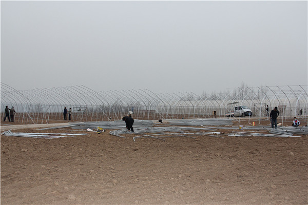 c47741cf66554b0bac614ffbe2d80a92.jpg 蔬菜基地大棚施工建设.jpg