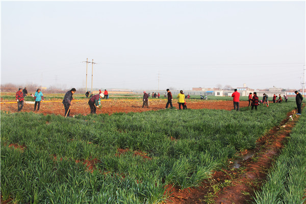 1e3caa24e8f444ef834cec3e40dcb584.jpg 移栽和微喷小麦试验材料_副本.jpg