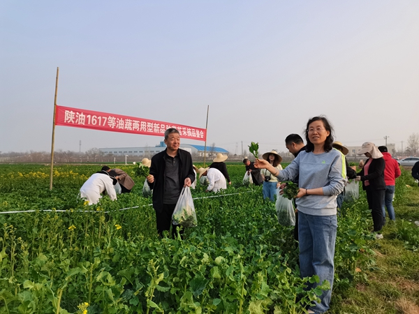 采摘油菜菜薹_副本.jpg