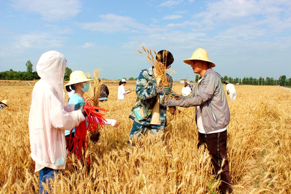 5619d9939722410dbf792b44ca40312c.jpg 拔株取样_副本.jpg