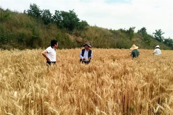 唐万寿在小麦科研试验地检查_副本.jpg