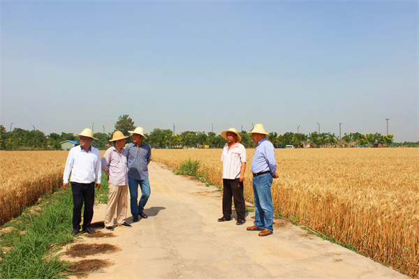 朱荣科在咸阳试验站秦汉基地查看小麦试验材料机械收获情况.jpg