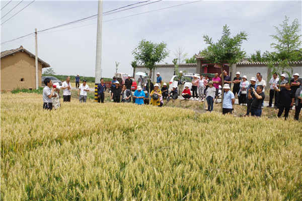 斗口试验站负责人介绍小麦种植的全程管理技术.jpg