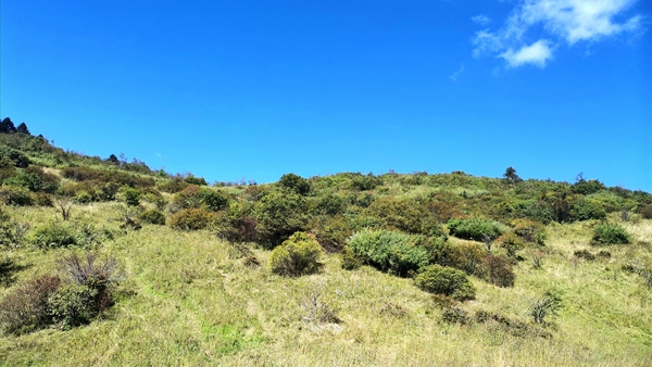 天更蓝山更绿的草甸风景_副本.jpg