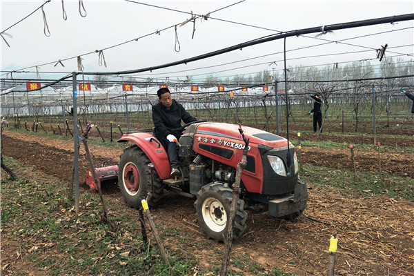 21b3059a82f54b26a998ec1b3c8d60d3.jpg 眉县试验站职工在猕猴桃园旋耕除草.jpg