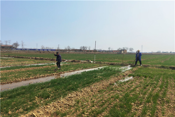 83323929a48f44a8ad4c15b007231aa8.jpg 小麦春季灌溉.jpg