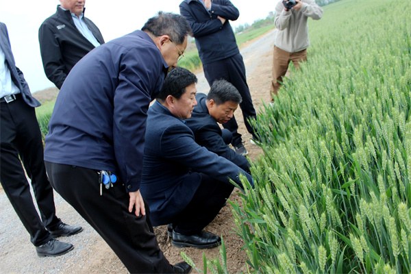 房玉林在田间地头查看小麦试验材料长势情况.jpg