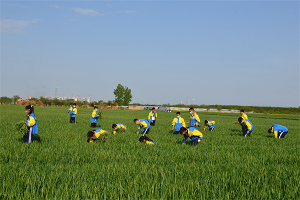 44f216e7f2af4b2a9cf8935c3e2df78b.jpg 麦田拔草劳动体验.jpg