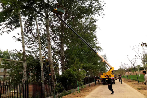5113e53d6e9b48509dde10b2dbf15b75.jpg 清理保留杨树枯枝.jpg