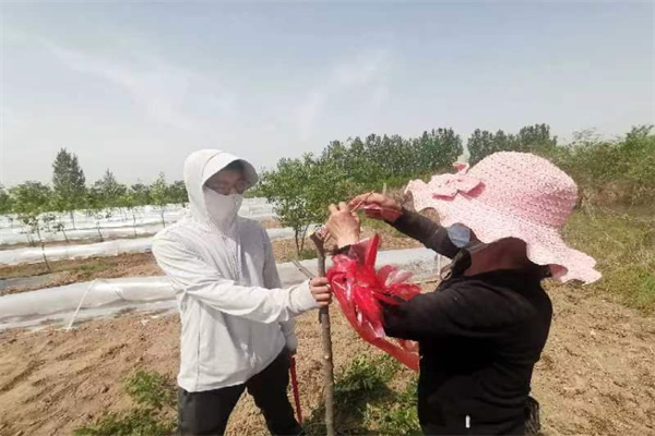 69290fd217414f73906656535134c5f2.jpg 柿苗嫁接实践教学.jpg