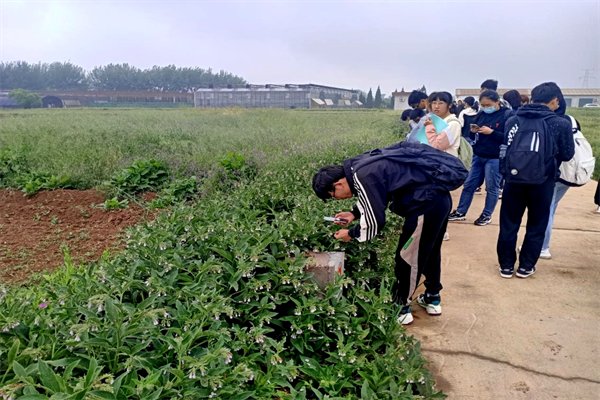 57e5fb74ca0a49acb17bac8b8ccca1b3.png 牧草花期形态认知.png