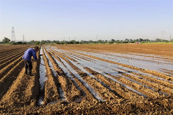 b48affd7a47941ffb31922cd86038f2a.jpg 玉米灌溉.jpg