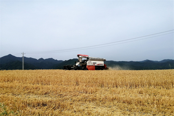 f237099cd13a4a2da27ee14c254c0efd.jpg 收割小麦.jpg