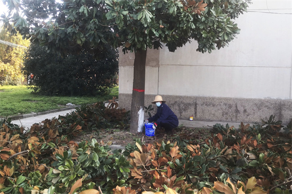 f61fbb7cb3c3461f975128cd6507515a.jpg 给行道树做病虫害防护.jpg