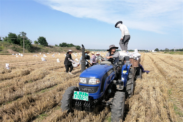 为课题组拉运小麦试验材料.jpg